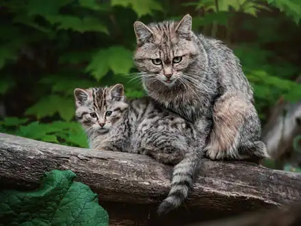 Wildkatze