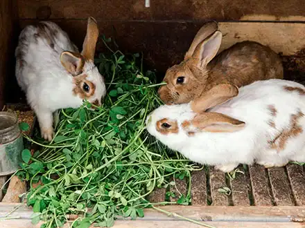 Hauskaninchen
