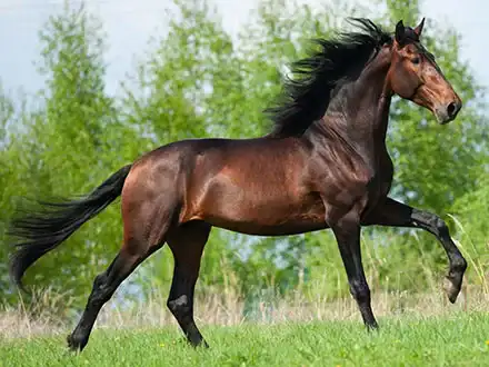 Pferd