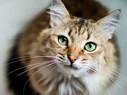 Hauskatze
