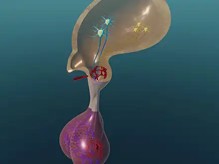 The Love Hormone