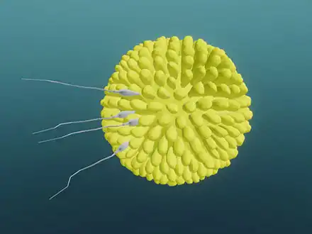 The Receptive Egg