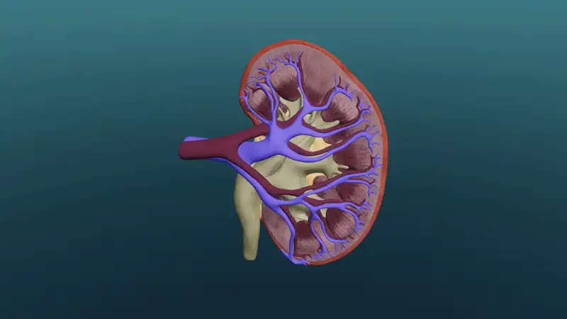 Structure and function of the kidneys