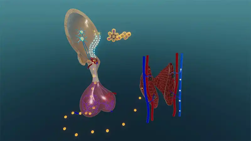 The thyroid gland