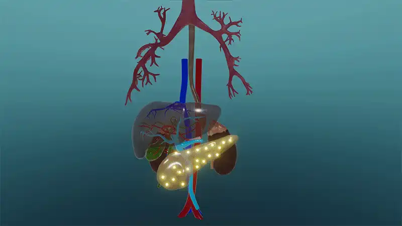 The mechanism of action of insulin