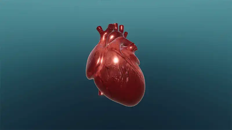 Circulatory system