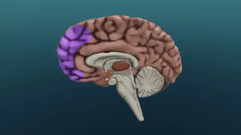 Cerebral regions involved in learning