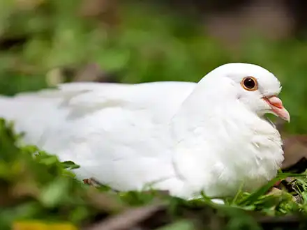 Domestic Pigeons