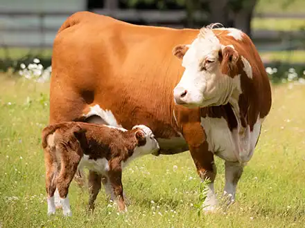 Domestic Cattle