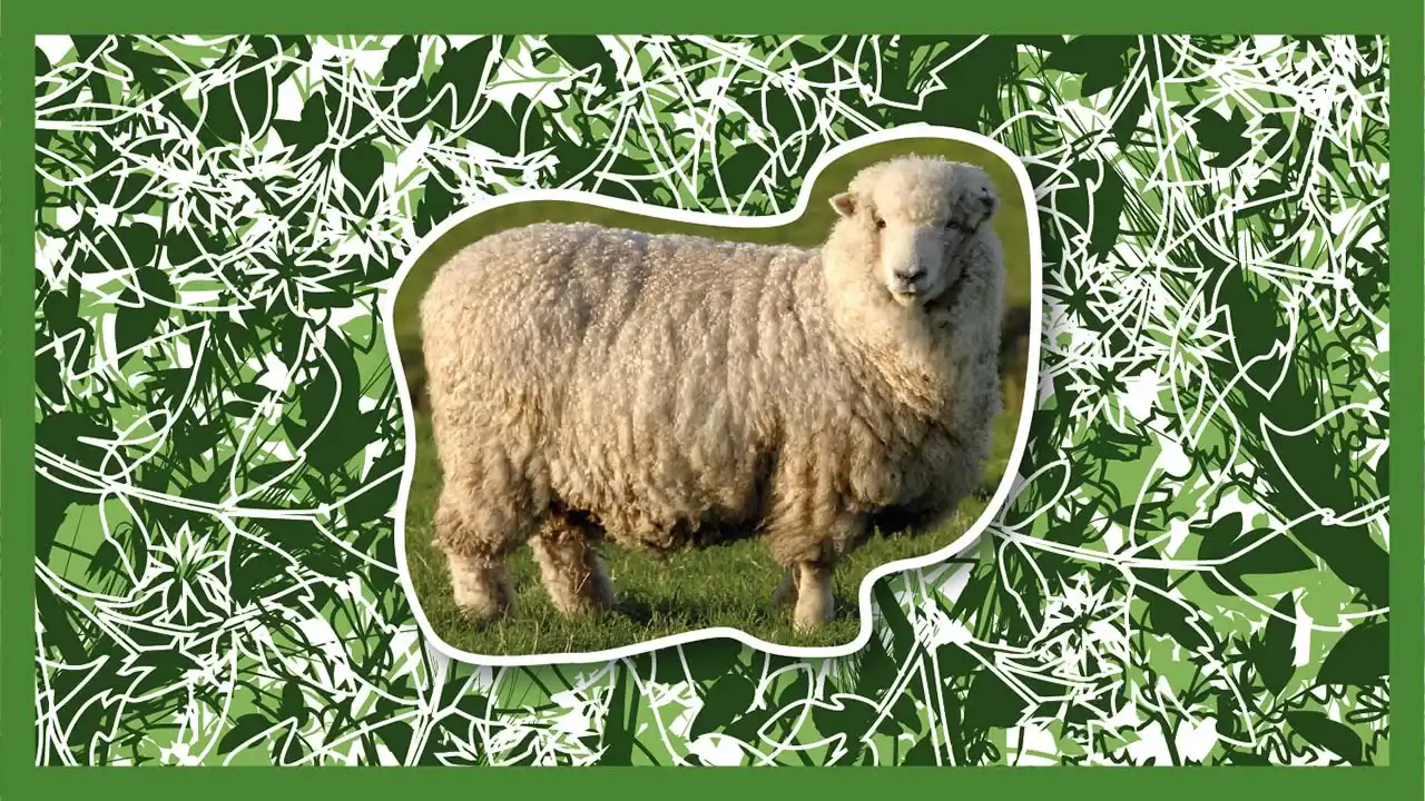 A woolly team