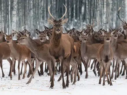 Red Deer