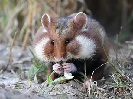European Hamsters
