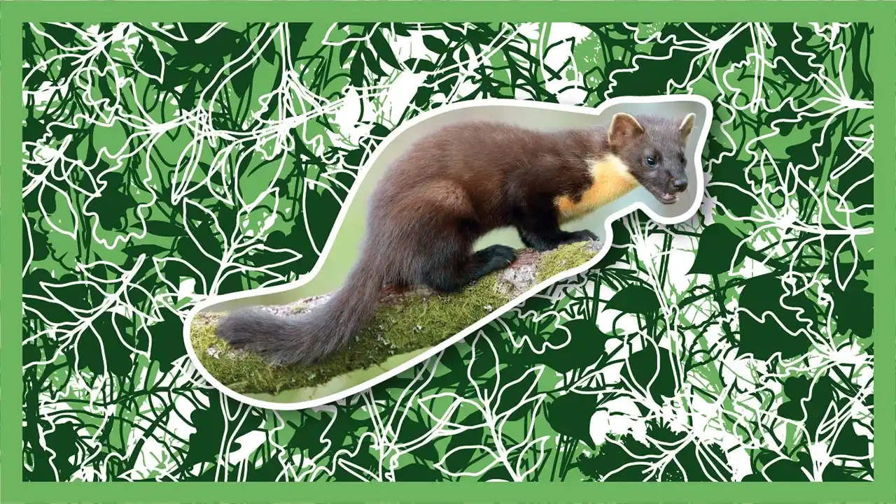 Martens or pine-martens? 