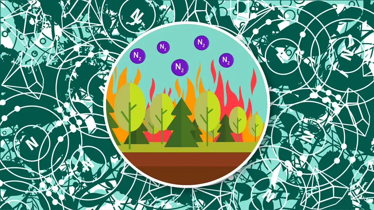 The Nitrogen Cycle
