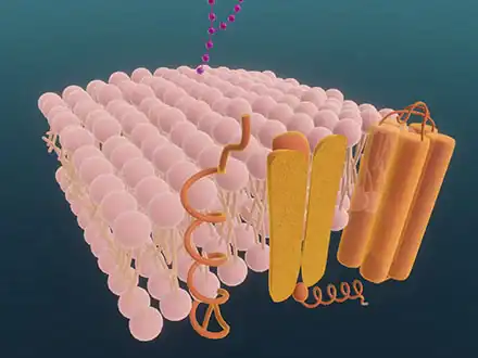 Biologische Membranen