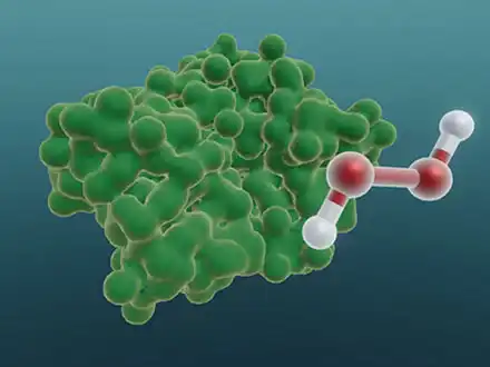 Fleißige Enzyme