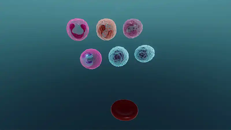 Die Struktur des Blutes