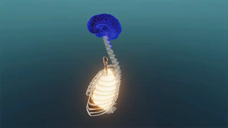Neuronale Regulation der Atmung